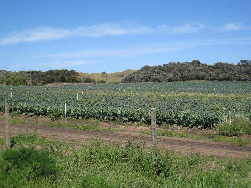 Cape Schanck - Boneo Road north of Cape Schanck: Vegetable farm, west side of Boneo Rd south of Maxwell Rd