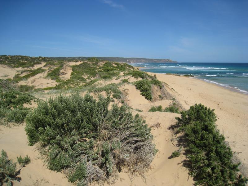 Cape Schanck - Gunnamatta Beach, section where Truemans Road meets the coast: View south-east along sand dunes and beach from viewing platform