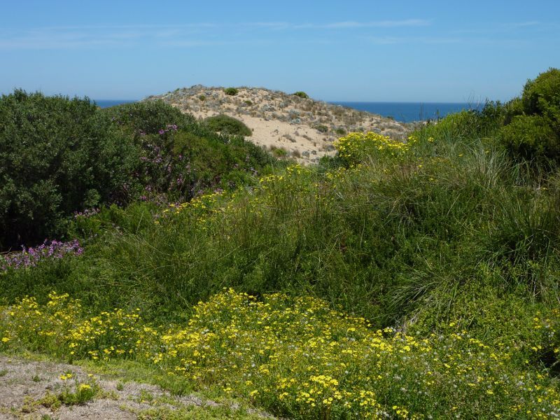 Cape Woolamai - Anzacs Beach, Woolamai Beach Road: Sand dunes and wildflowers near car park