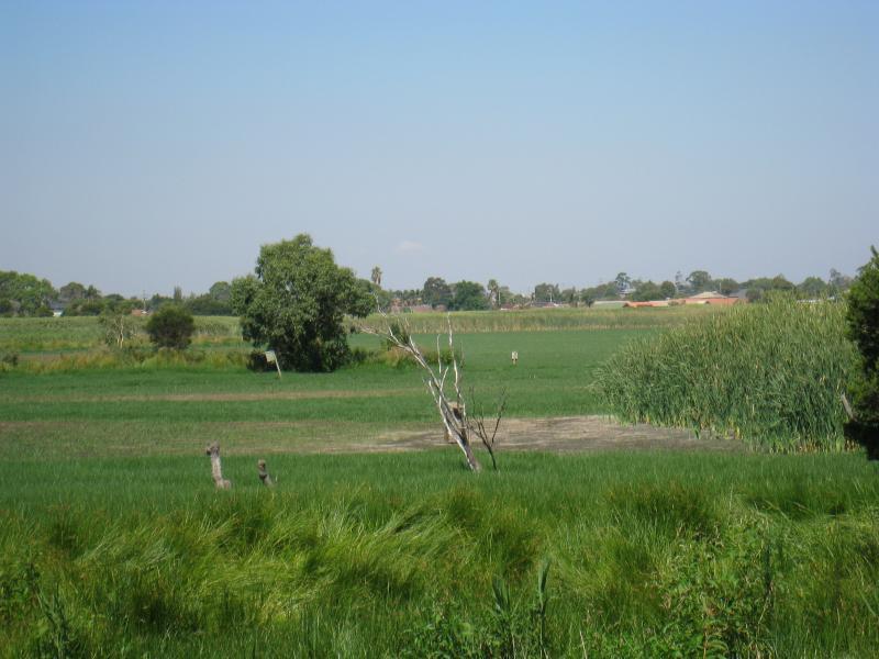 Chelsea - Edithvale-Seaford Wetlands, viewing areas along Edithvale Road: View across wetlands from viewing platform near Secondary Drain