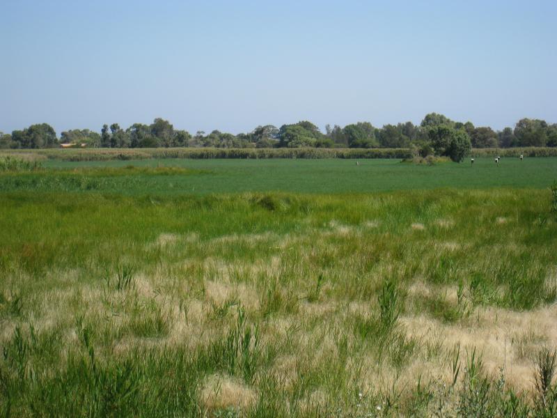 Chelsea - Edithvale-Seaford Wetlands, viewing areas along Edithvale Road: View across wetlands from viewing platform near Kestrel Cl