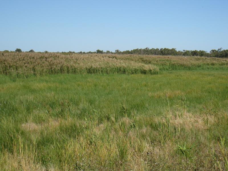 Chelsea - Edithvale-Seaford Wetlands, viewing areas along Edithvale Road: View across wetlands from viewing platform near Kestrel Cl