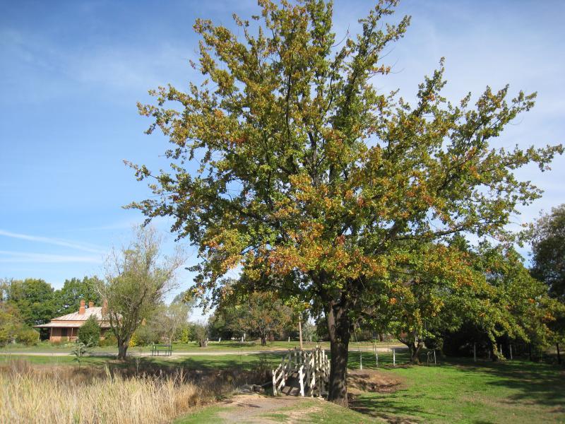 Chiltern - Lake Anderson and surrounding parkland: View through park along western side of lake