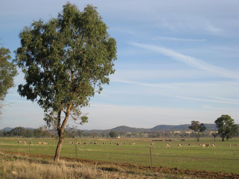 Chiltern - Chiltern Valley Road: Southerly view towards grazing sheep, 1.5 km from Wenkes Rd