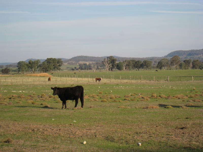 Chiltern - Chiltern Valley Road: Cows grazing, south side of road, 4 km from Wenkes Rd