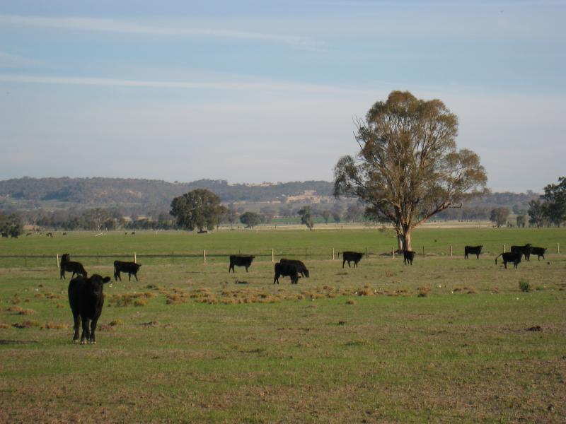 Chiltern - Chiltern Valley Road: Cows grazing, south side of road, 4 km from Wenkes Rd