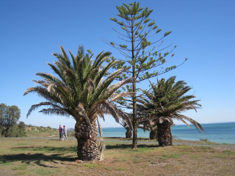 Clifton Springs - Adrian Mannix Reserve and views of Clifton Springs Boat Harbour: View west towards end of reserve