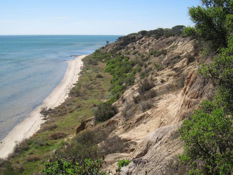 Clifton Springs - Coastline around Beacon Point, northern end of Beacon Point Road: View north-east along coast, east of car park