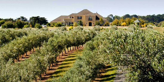 Manzanillo Grove, Drysdale