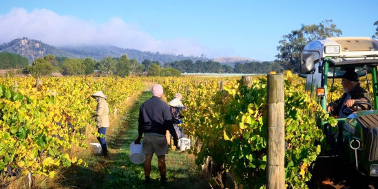 Eastern Peake Vineyard, Coghills Creek