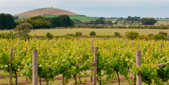 Mt Coghill Winery, Coghills Creek
