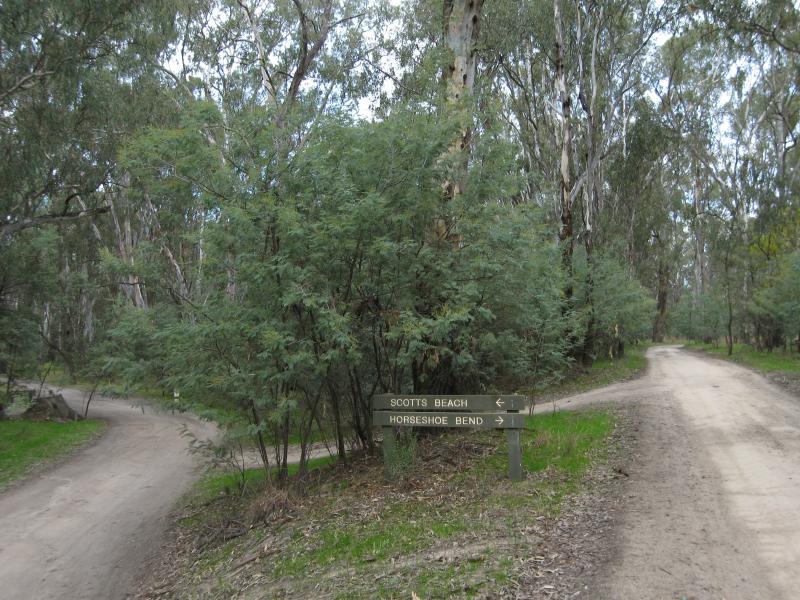 Cobram - Scotts Beach, off River Road: Access road through forest to Scotts Beach and Horseshoe Bend