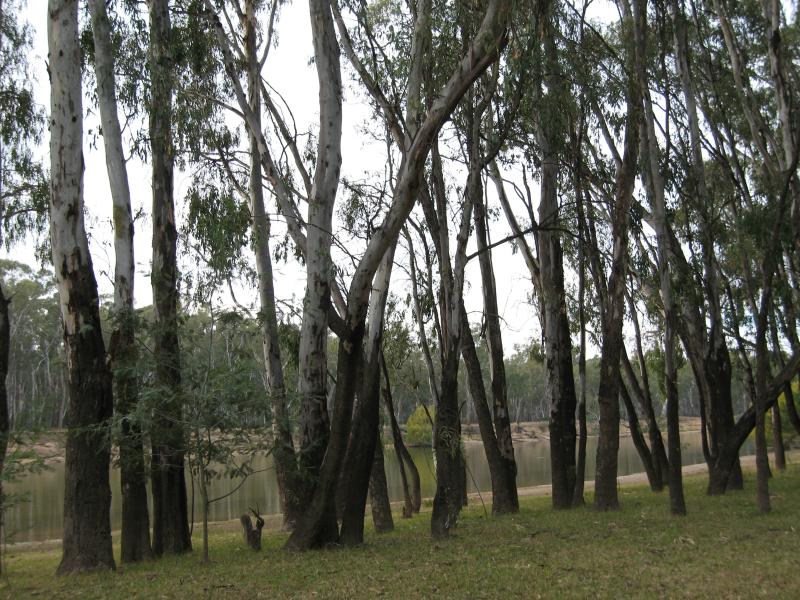 Cobram - Scotts Beach, off River Road: View to river from forest