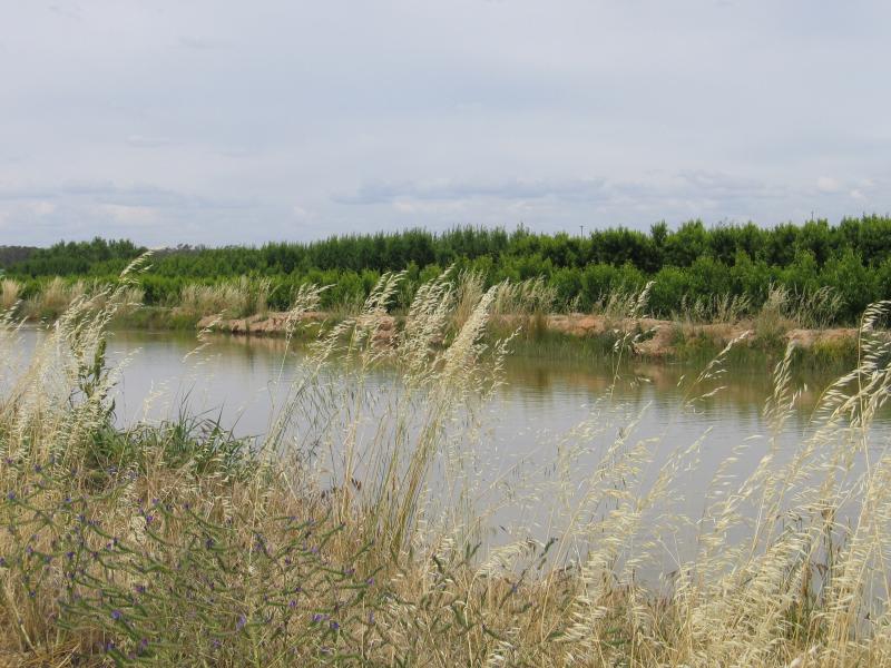 Cobram - Around Cobram and outskirts: View east along irrigation channel, Campbell Rd