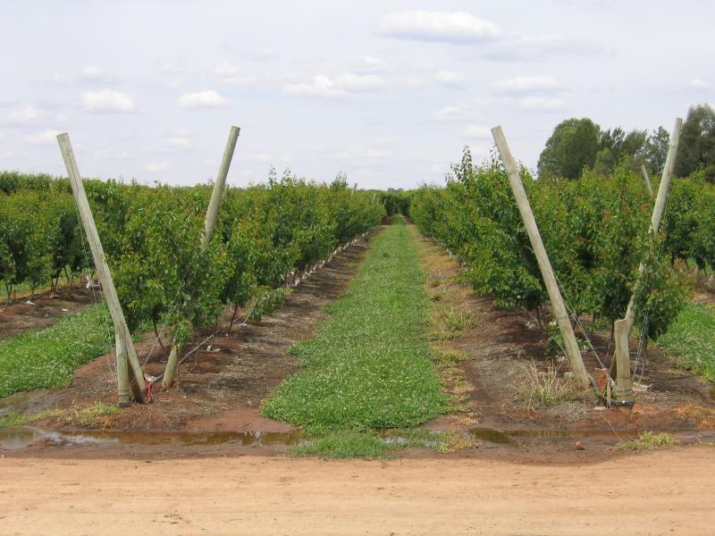 Cobram - Around Cobram and outskirts: Orchard, Campbell Rd south of irrigation channel