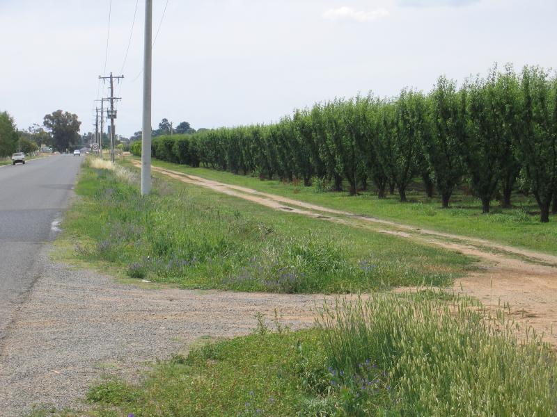 Cobram - Around Cobram and outskirts: Orchard, view north along Campbell Rd, south of irrigation channel
