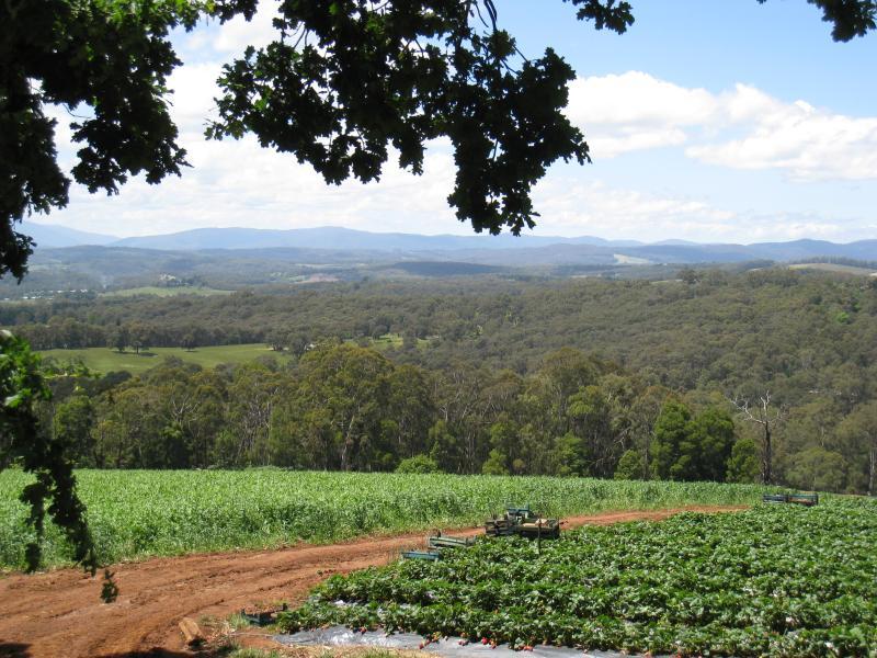Cockatoo - Farm land, Phillip Road: Easterly view through corn and strawberry fields on Phillip Road between Avon Rd and Henderson Rd