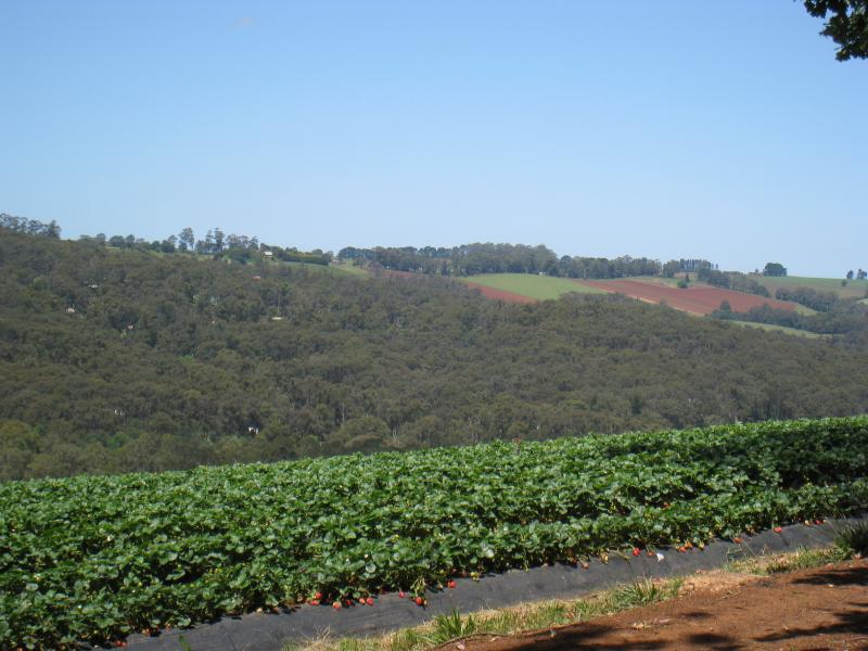 Cockatoo - Farm land, Phillip Road: South-east view through strawberry field on Phillip Road between Avon Rd and Henderson Rd