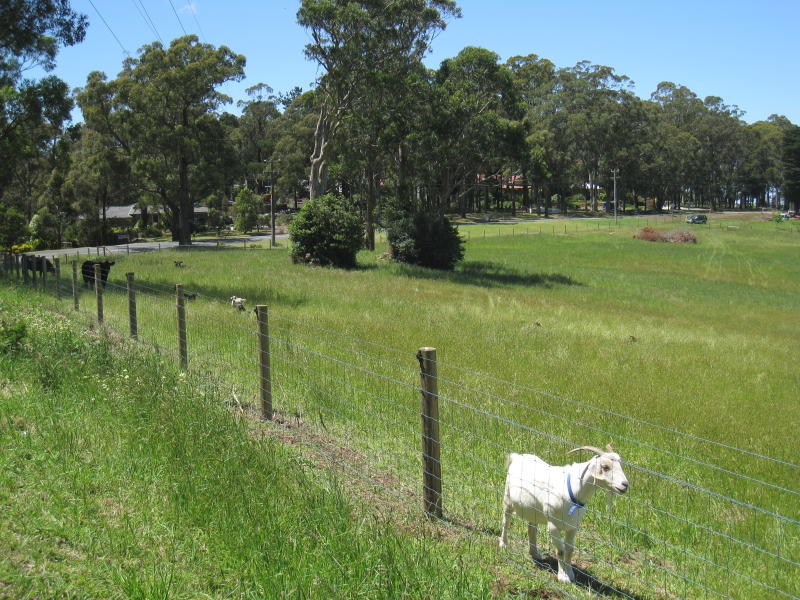 Cockatoo - Paternoster Road, south-west of town centre: Goat in paddock, easterly view, Paternoster Rd near Bailey Rd