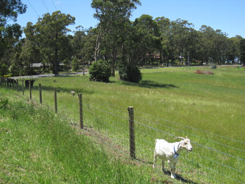 Cockatoo - Paternoster Road, south-west of town centre - Goat in paddock, easterly view, Paternoster Rd near Bailey Rd