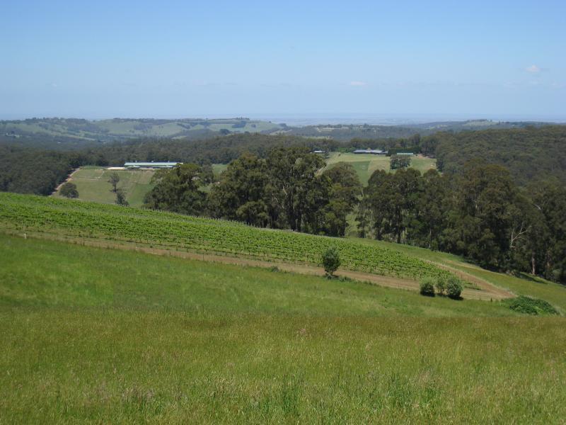 Cockatoo - Paternoster Road, south-west of town centre: Southerly view towards vineyard, Paternoster Rd near Bailey Rd