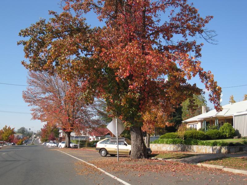 Corryong - Hanson Street west of Corryong's commercial centre: View north-east along Hanson St between Kiell St and McKay St
