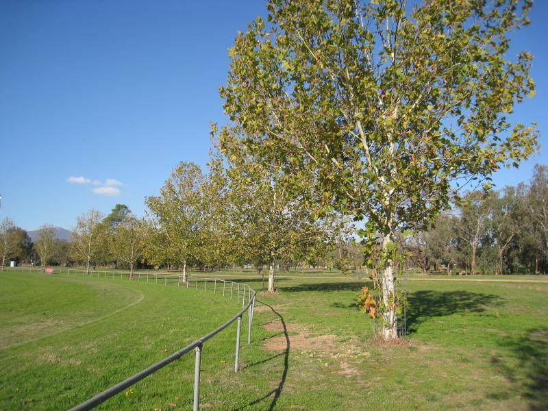 Corryong - Corryong Recreation Reserve: View along southern side of oval