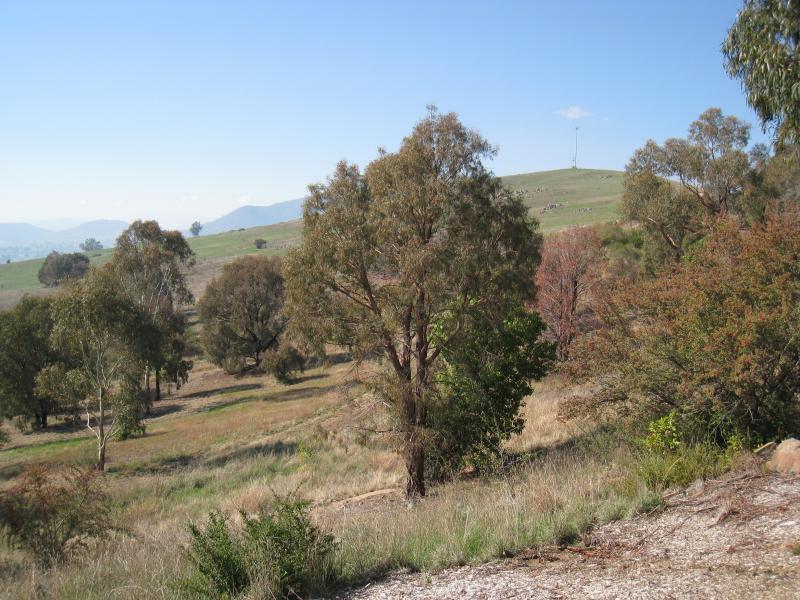 Corryong - Playles Lookout, Back Thowgla Road: Easterly view