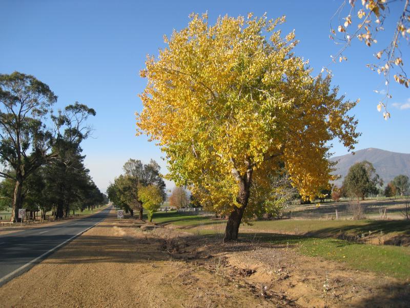 Corryong - Towong Road and Murray Valley Highway, east end of Corryong: View north-east along Towong Rd near Thowgla Rd