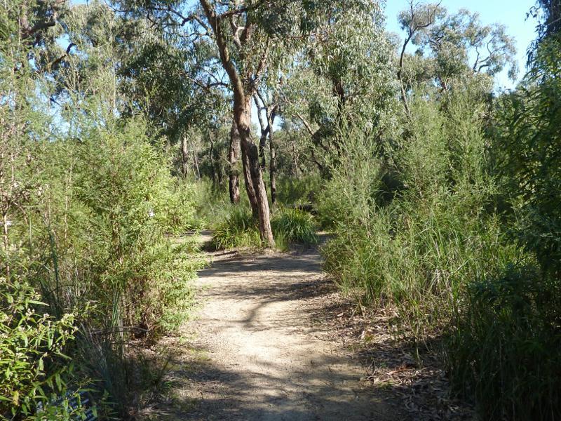 Cranbourne - Royal Botanic Gardens Cranbourne, Ballarto Road: Pathway at Stringybark Picnic Area