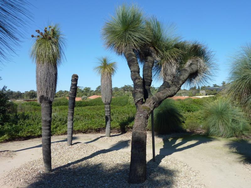 Cranbourne - Australian Garden at Royal Botanic Gardens Cranbourne: Kingia Australis (Drumstick) trees in Stringybark Garden