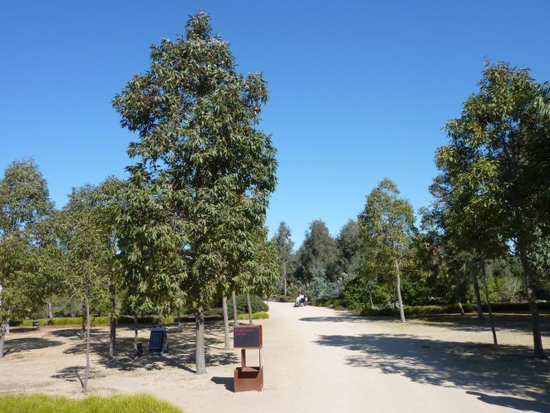 Cranbourne - Australian Garden at Royal Botanic Gardens Cranbourne: Bloodwood Garden
