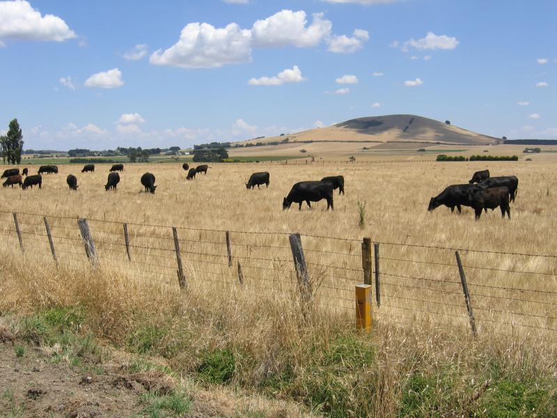 Creswick - Around Creswick and outskirts: Midland Highway around 12 km north of Creswick, view west across grazing fields