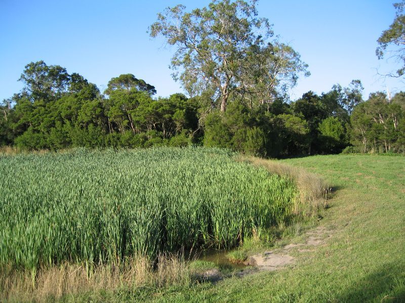 Dandenong - Wetlands and Dandenong Creek at east end of Police Road: Wetlands