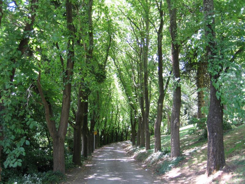 Daylesford - Wombat Hill and Botanical Gardens: Tree-lined road through botanical gardens