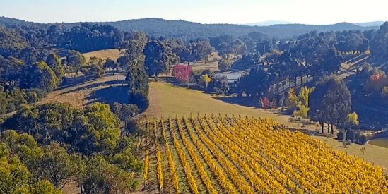 Attwoods Wines, Glenlyon