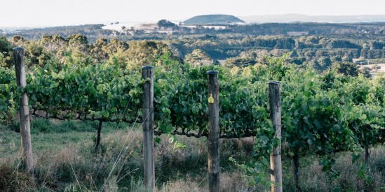 Passing Clouds, Musk