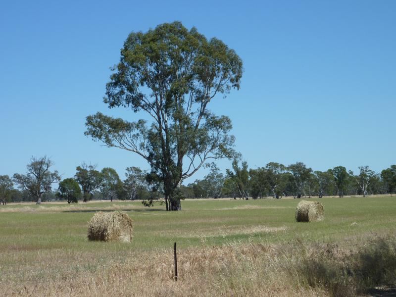 Dimboola - Weir on Wimmera River, off Golf Course Road - View of fields on west side of weir