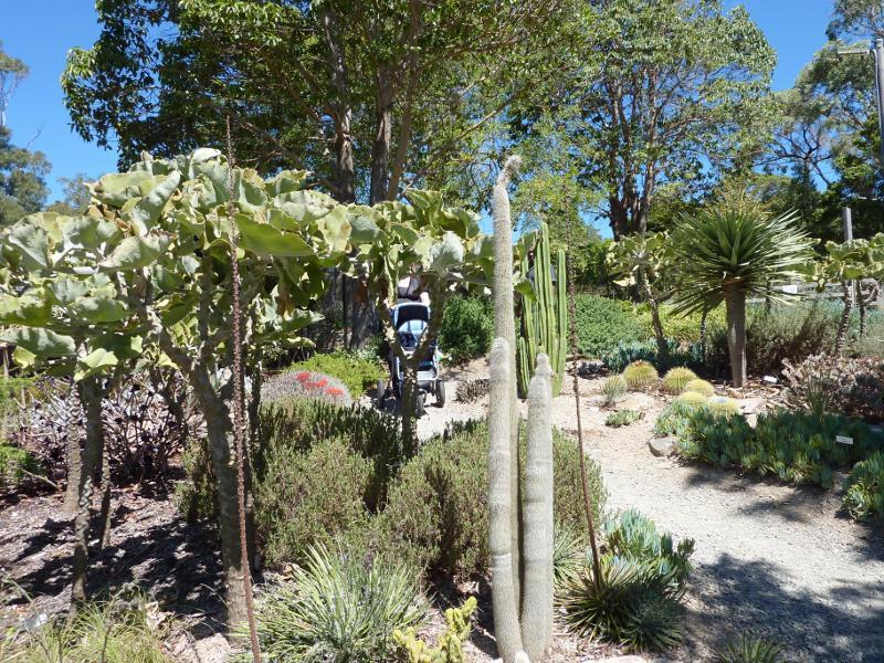 Dromana - Heronswood, Latrobe Parade: The dry garden with cacti, succulents, shrubs and grasses