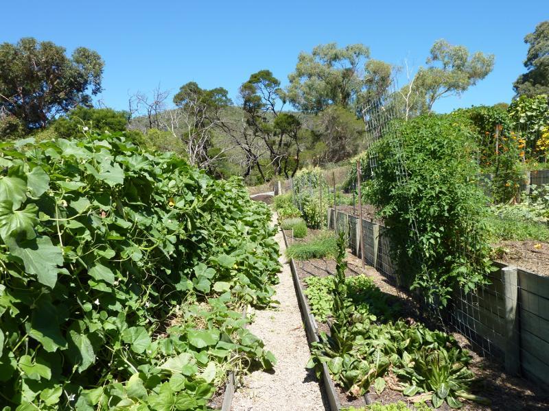 Dromana - Heronswood, Latrobe Parade: Food production garden behind cafe