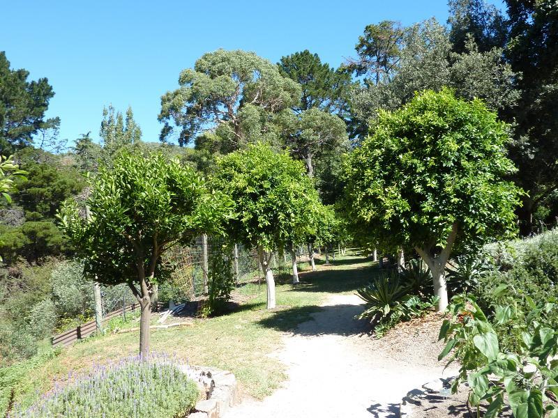 Dromana - Heronswood, Latrobe Parade: Pathway through fig trees