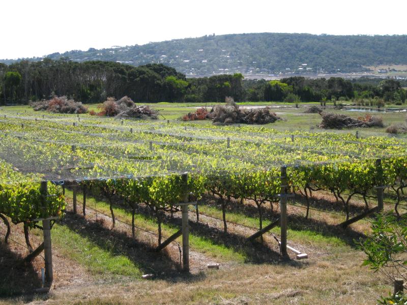 Dromana - Dromana Valley Wines, Nepean Highway: View north-west across winery towards Mt Martha