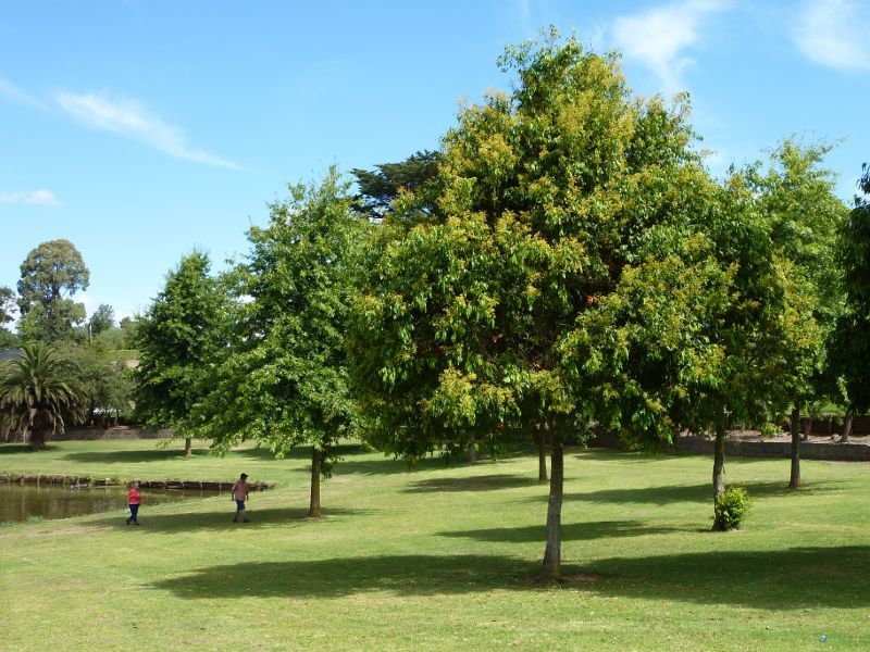Drouin - Alex Goudie Native Park, Montague Avenue: Lawns beside lake