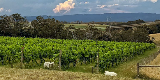 Ripplebrook Winery, Ripplebrook