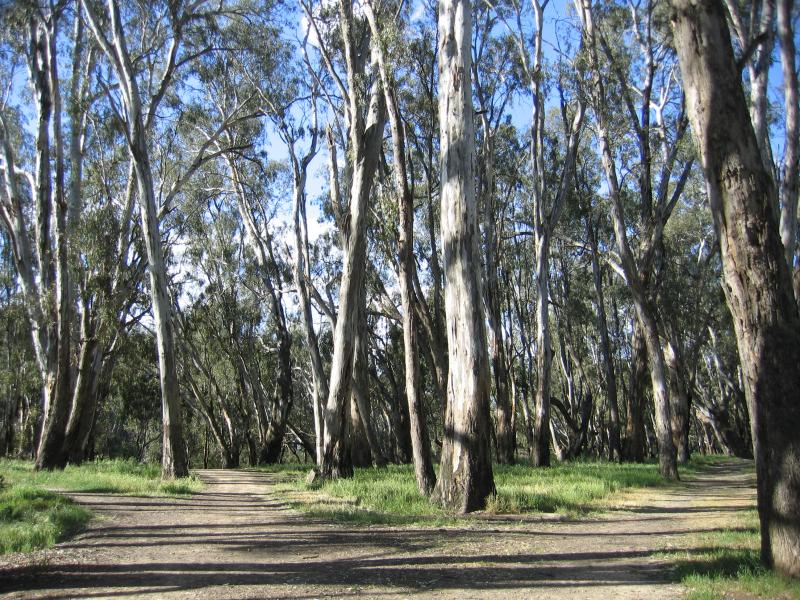 Echuca - Aquatic Reserve and Murray River bridge: The bushland of Aquatic Reserve