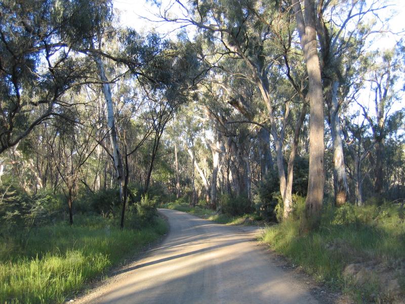 Echuca - Victoria Park, Scenic Drive and Murray River: View along the shady Scenic Drive
