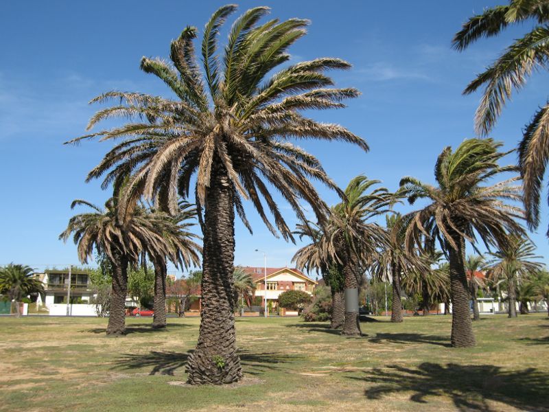 Elwood - Robinson Reserve, Marine Parade at Barkly Street: Easterly view through park towards Barkly St