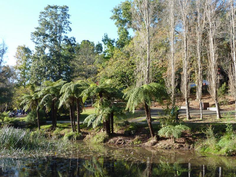 Emerald - Emerald Lake Park: Ferns and walking track at south-eastern end of Lake Treganowan