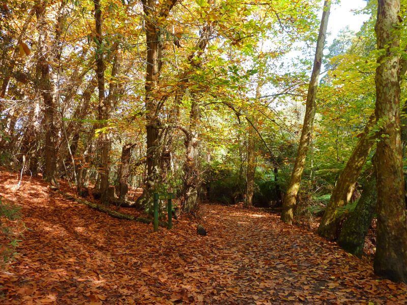 Emerald - Emerald Lake Park: Start of track to wishing well