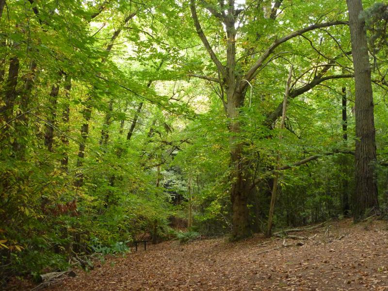 Emerald - Emerald Lake Park: View down hill towards track to wishing well